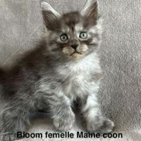 À réserver chatons maine coon #2
