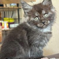 À réserver chatons maine coon #3