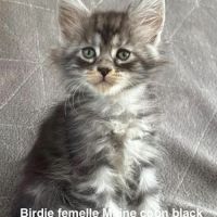 À réserver chatons maine coon #4