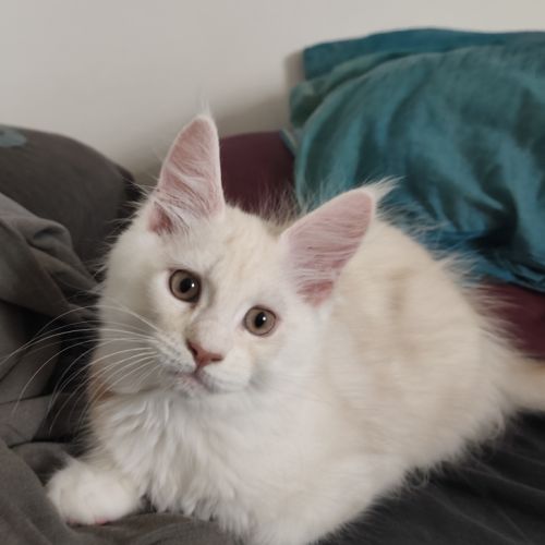 Chaton maine coon de 3 mois #1