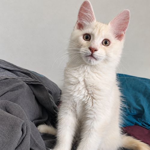Chaton maine coon de 3 mois #4