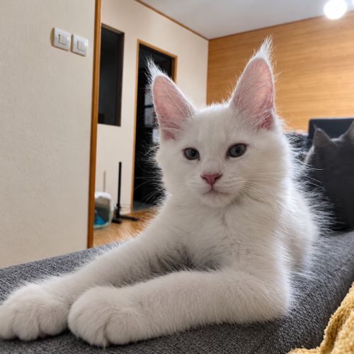 Chaton maine coon de 3 mois #5