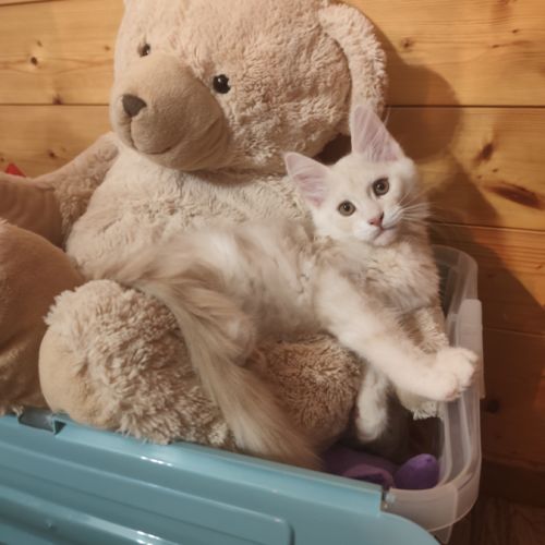 Chaton maine coon de 3 mois #0