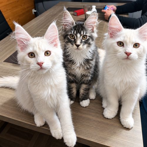 Chaton maine coon de 3 mois #9