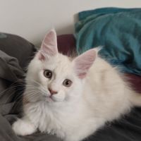 Chaton maine coon de 3 mois #1