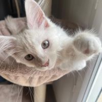 Chaton maine coon de 3 mois #2