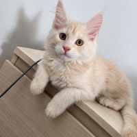 Chaton maine coon de 3 mois #3