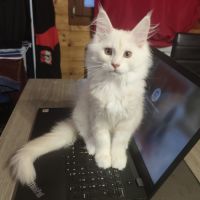 Chaton maine coon de 3 mois #6