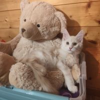 Chaton maine coon de 3 mois #7