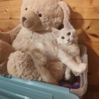 Chaton maine coon de 3 mois