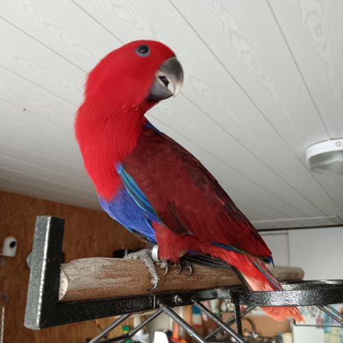 Bonjour à vendre femelle eclectus