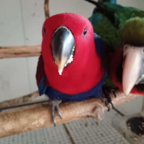 Bonjour à vendre femelle eclectus #2