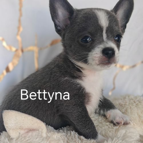 A reserver chiots chihuahua #0