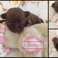 A reserver chiots chihuahua #2