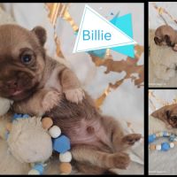 A reserver chiots chihuahua #4