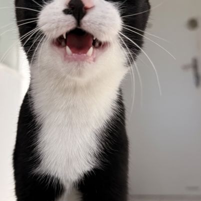 Loki, adorable chaton à l'adoption #3