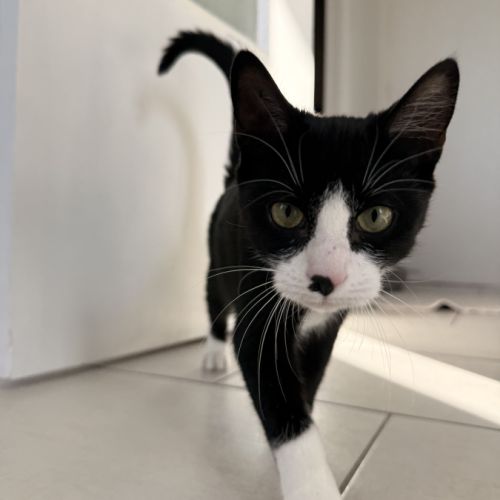 Loki, adorable chaton à l'adoption #5