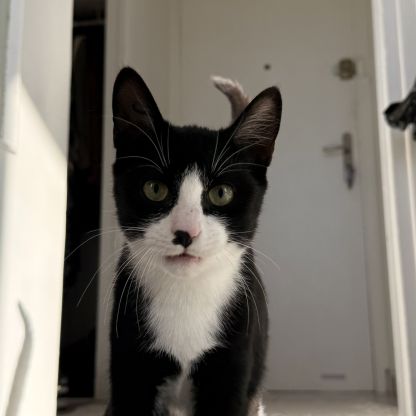 Loki, adorable chaton à l'adoption #6