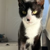 Loki, adorable chaton à l'adoption #2