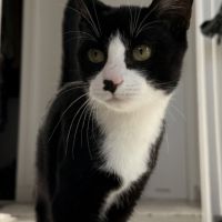 Loki, adorable chaton à l'adoption #4
