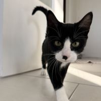 Loki, adorable chaton à l'adoption #5