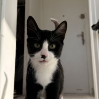 Loki, adorable chaton à l'adoption #6