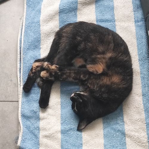 Merveille, adorable chaton à l'adoption #1