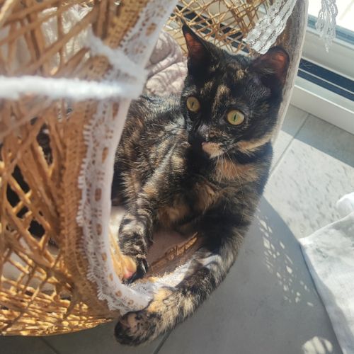 Merveille, adorable chaton à l'adoption #0