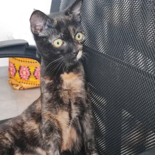 Merveille, adorable chaton à l'adoption #4
