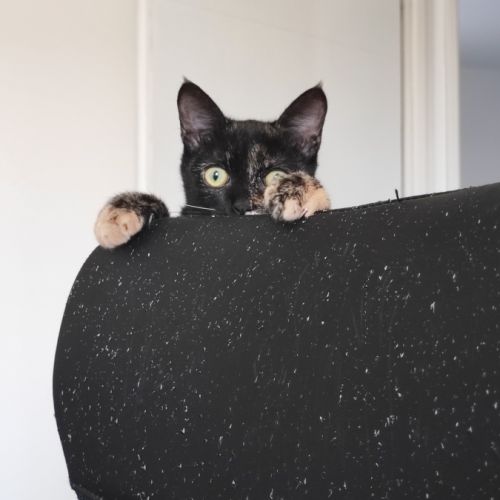 Merveille, adorable chaton à l'adoption #5