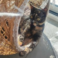 Merveille, adorable chaton à l'adoption
