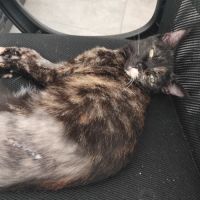Merveille, adorable chaton à l'adoption #3