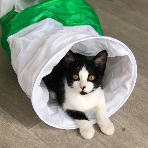 Kaly, adorable chaton à l'adoption