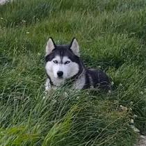 Chien maya à l adoption #3
