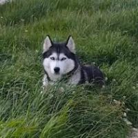 Chien maya à l adoption #3