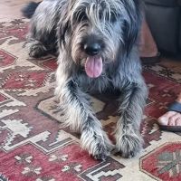 Chien uko à l adoption