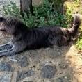 Chien uko à l adoption #2
