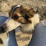 Chien tiya à l adoption #2