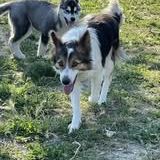 Chien tiya à l adoption #3
