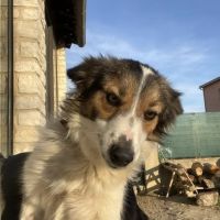 Chien tiya à l adoption