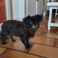 Chien netti à l adoption