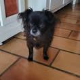 Chien netti à l adoption #2
