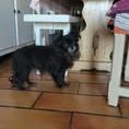 Chien netti à l adoption #3