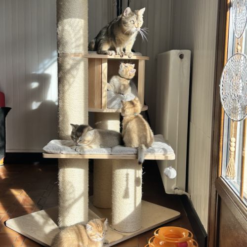 À réserver – magnifique chaton british shorthair #1