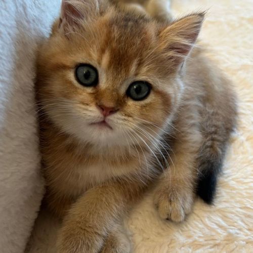 À réserver – magnifique chaton british shorthair #0
