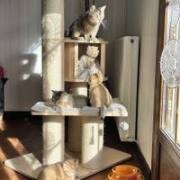 À réserver – magnifique chaton british shorthair #1