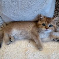 À réserver – magnifique chaton british shorthair #2