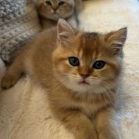 À réserver – magnifique chaton british shorthair #3