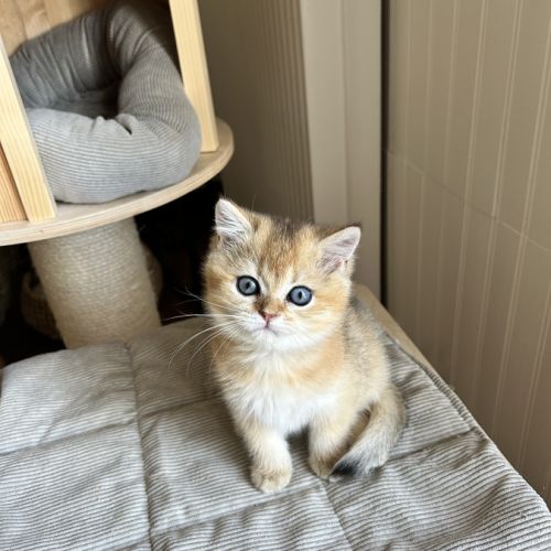 À réserver – magnifique chatte british shorthair #2