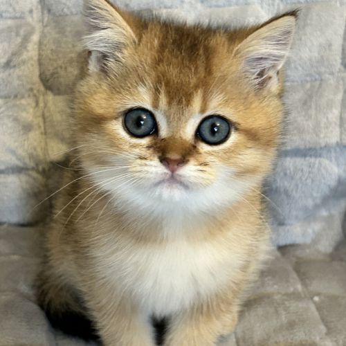 À réserver – magnifique chatte british shorthair #0
